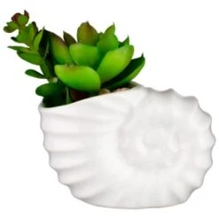 B&M Scandi Shore Small Shell Succulent -Home Furnishings Store 380110 small shell succulent